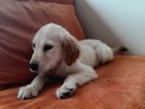 Baby Face Golden Yavrular