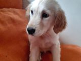 Baby Face Golden Yavrular