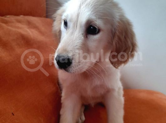Baby Face Golden Yavrular görsel
