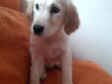 Baby Face Golden Yavrular
