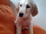 Baby Face Golden Yavrular