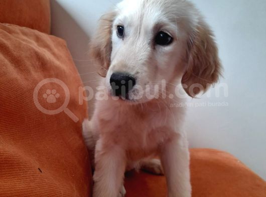Baby Face Golden Yavrular görsel