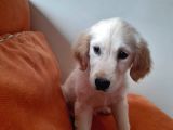 Baby Face Golden Yavrular