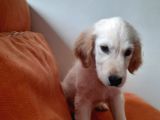 Baby Face Golden Yavrular
