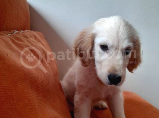 Baby Face Golden Yavrular