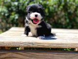 Çiftliğimizden Morkie Bebeklerimiz
