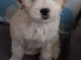 2 Aylık Dişi Maltipoo Yavrumuz Yuva Arıyor