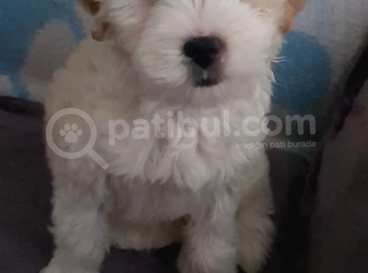 2 Aylık Dişi Maltipoo Yavrumuz Yuva Arıyor görsel