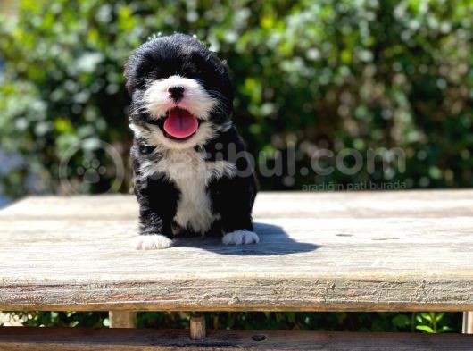Çiftliğimizden Morkie Bebeklerimiz görsel
