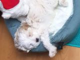 2 Aylık Dişi Maltipoo Yavrumuz Yuva Arıyor