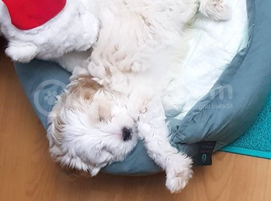 2 Aylık Dişi Maltipoo Yavrumuz Yuva Arıyor