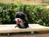 Çiftliğimizden Morkie Bebeklerimiz