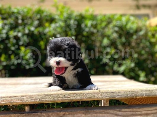 Çiftliğimizden Morkie Bebeklerimiz görsel