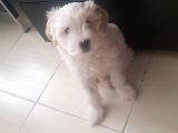 2 Aylık Dişi Maltipoo Yavrumuz Yuva Arıyor