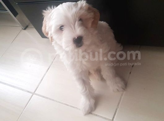 2 Aylık Dişi Maltipoo Yavrumuz Yuva Arıyor görsel