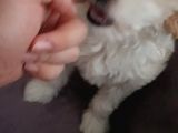 2 Aylık Dişi Maltipoo Yavrumuz Yuva Arıyor