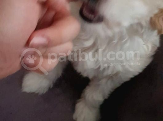 2 Aylık Dişi Maltipoo Yavrumuz Yuva Arıyor görsel