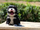 Çiftliğimizden Morkie Bebeklerimiz