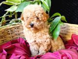 Toy Poodle Safkan Irk Garanti̇li̇