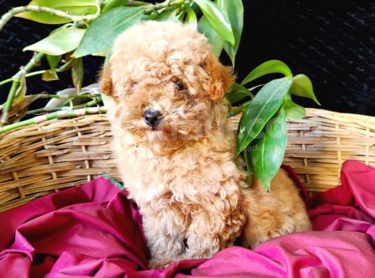 Toy Poodle Safkan Irk Garanti̇li̇ görsel