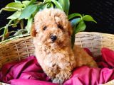 Toy Poodle Safkan Irk Garanti̇li̇