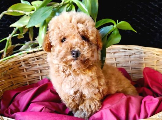 Toy Poodle Safkan Irk Garanti̇li̇
