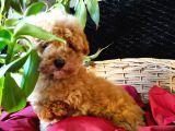 Toy Poodle Safkan Irk Garanti̇li̇