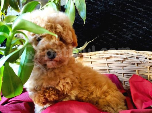 Toy Poodle Safkan Irk Garanti̇li̇ görsel