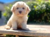 Çiftlik Farkıyla Maltipoo