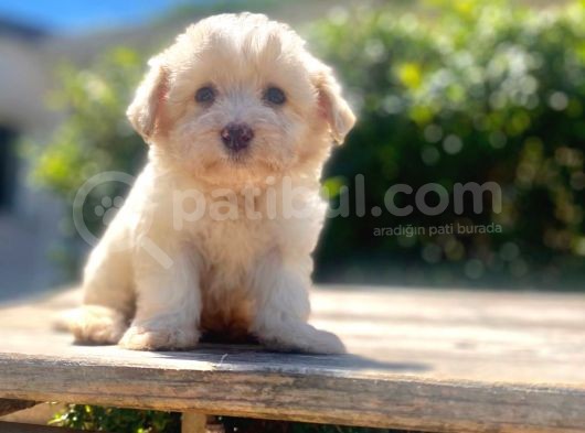 Çiftlik Farkıyla Maltipoo
