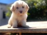 Çiftlik Farkıyla Maltipoo