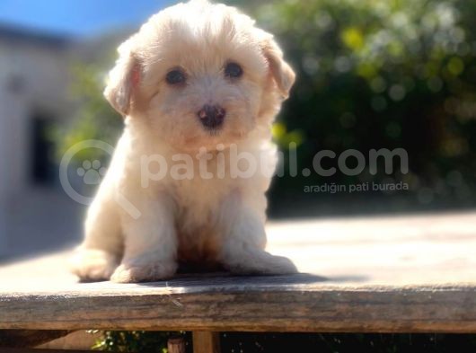 Çiftlik Farkıyla Maltipoo görsel