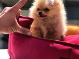 Pomeranian Boo Yavrular