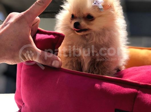 Pomeranian Boo Yavrular görsel