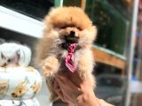 Pomeranian Boo Yavrular