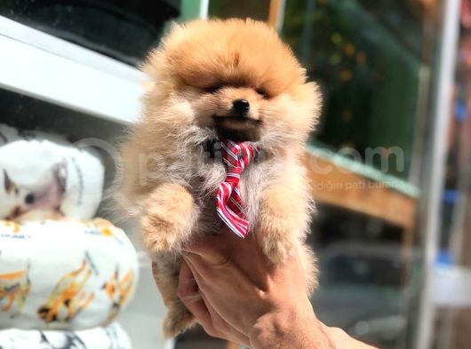 Pomeranian Boo Yavrular görsel