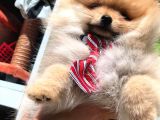 Pomeranian Boo Yavrular
