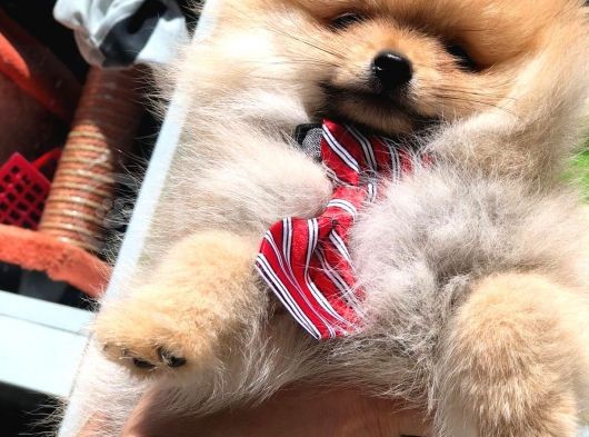 Pomeranian Boo Yavrular