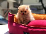 Pomeranian Boo Yavrular