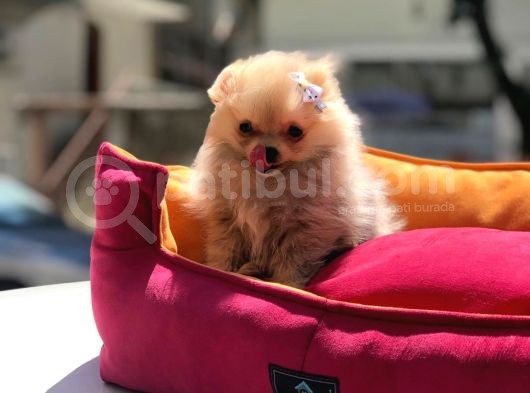 Pomeranian Boo Yavrular görsel
