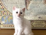 Beyaz British Shorthair 60 Günlük