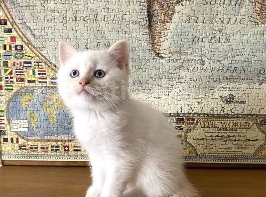 Beyaz British Shorthair 60 Günlük görsel