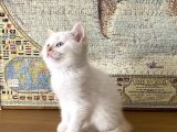 Beyaz British Shorthair 60 Günlük