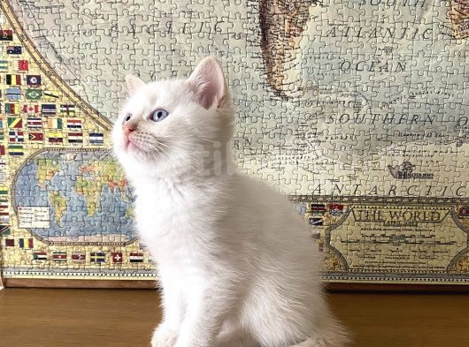 Beyaz British Shorthair 60 Günlük görsel