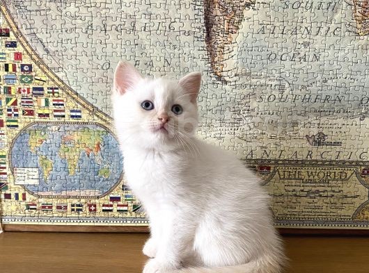 Beyaz British Shorthair 60 Günlük görsel