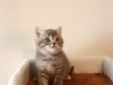 British Shorthair Yavruları
