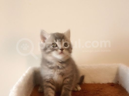 British Shorthair Yavruları görsel