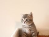 British Shorthair Yavruları