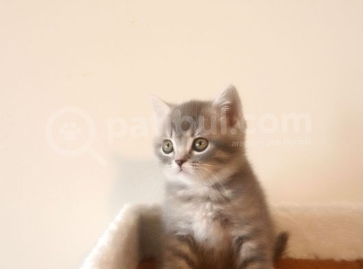 British Shorthair Yavruları görsel