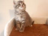 British Shorthair Yavruları